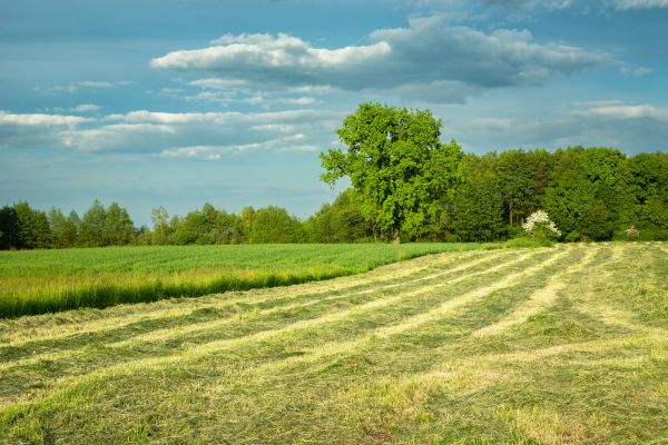 Cost of Vegetation Removal in Davenport