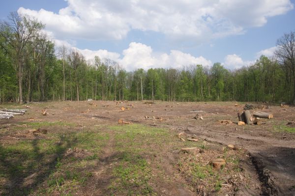 Cost of Pasture Clearing in Davenport