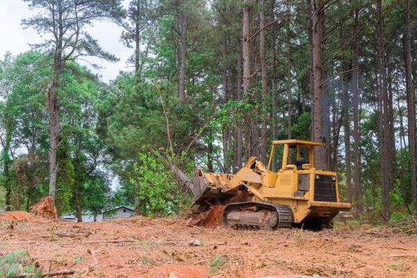 Cost of Forest Thinning in Davenport