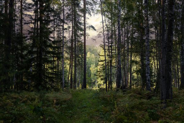 Cost of Pine Tree Clearing in Davenport